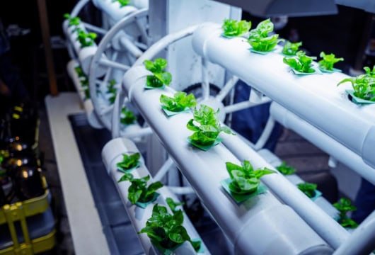 Optimizing Plant Growth with Nutrient Film Technique (NFT) Systems