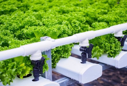 Nutrient Solutions for Optimal Hydroponic Growth